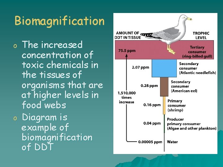 Biomagnification o o The increased concentration of toxic chemicals in the tissues of organisms