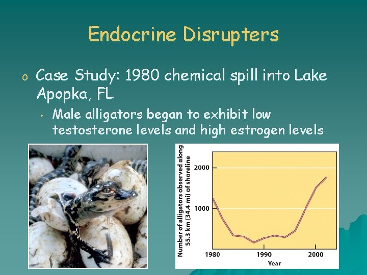 Endocrine Disrupters o Case Study: 1980 chemical spill into Lake Apopka, FL • Male