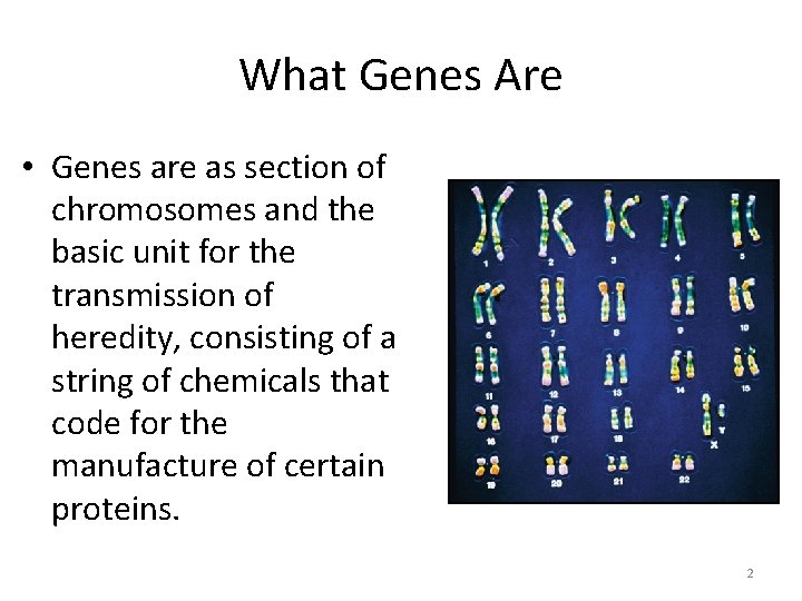 What Genes Are • Genes are as section of chromosomes and the basic unit