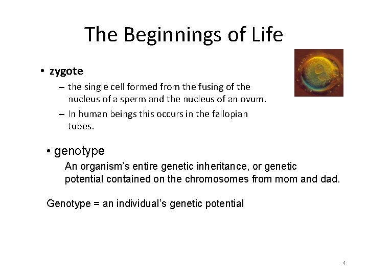 The Beginnings of Life • zygote – the single cell formed from the fusing