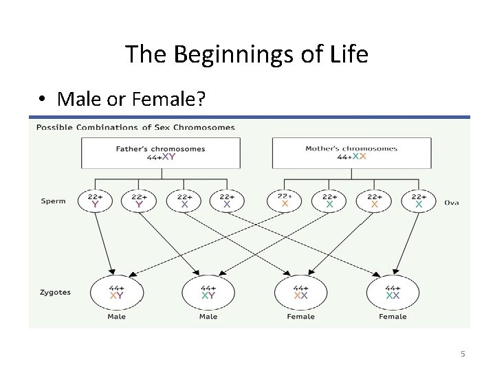 The Beginnings of Life • Male or Female? 5 