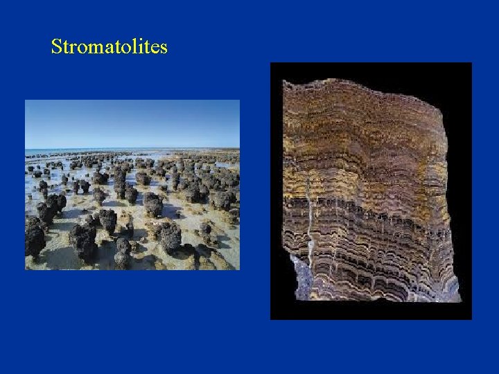 Stromatolites 
