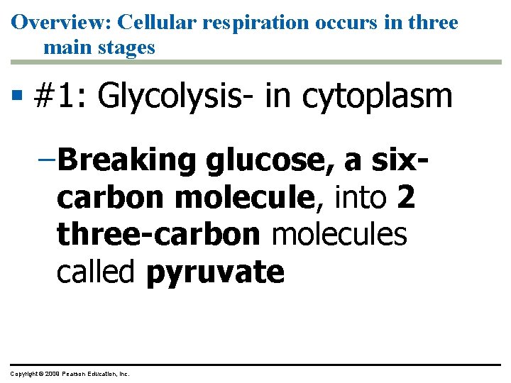 Overview: Cellular respiration occurs in three main stages § #1: Glycolysis- in cytoplasm –