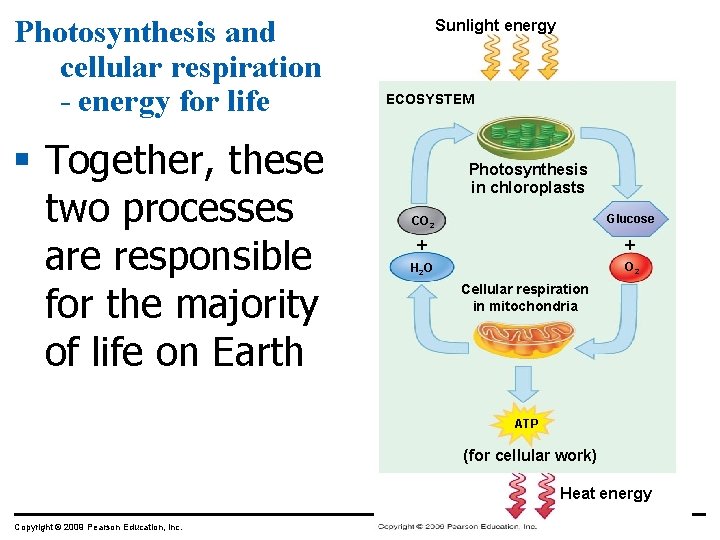 Photosynthesis and cellular respiration - energy for life § Together, these two processes are