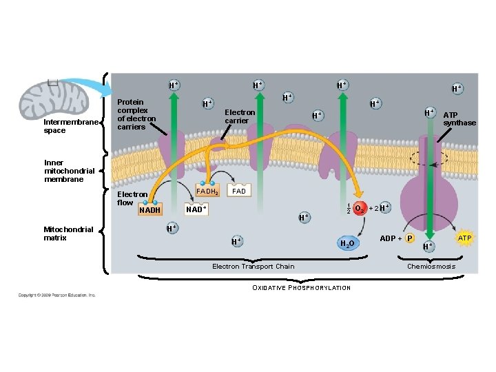 Intermembrane space Protein complex of electron carriers H+ H+ Electron carrier H+ H+ ATP