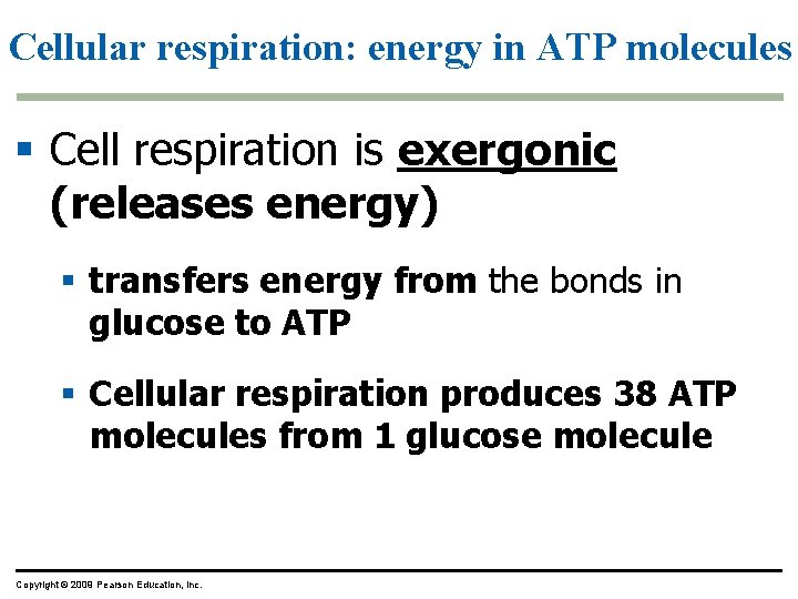 Cellular respiration: energy in ATP molecules § Cell respiration is exergonic (releases energy) §