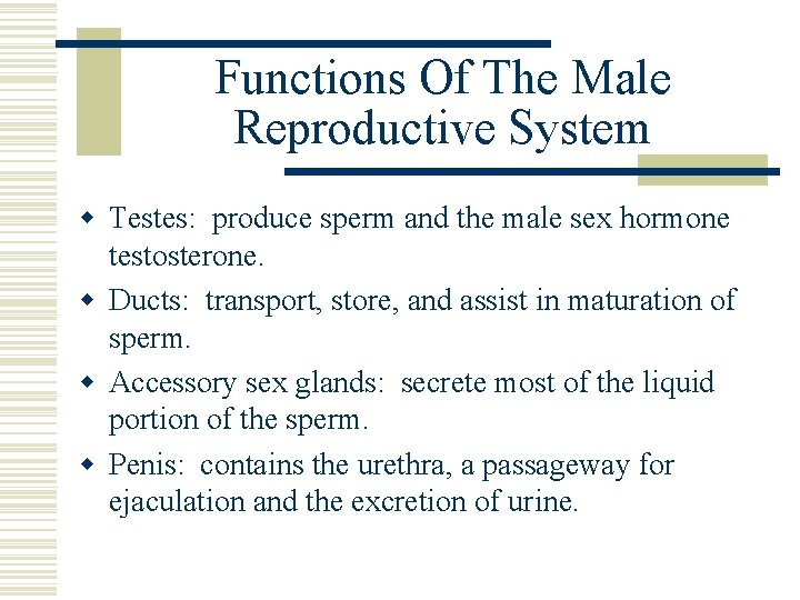 Functions Of The Male Reproductive System w Testes: produce sperm and the male sex Functions Of The Male Reproductive System w Testes: produce sperm and the male sex