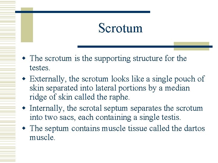 Scrotum w The scrotum is the supporting structure for the testes. w Externally, the Scrotum w The scrotum is the supporting structure for the testes. w Externally, the