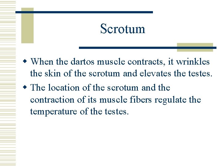 Scrotum w When the dartos muscle contracts, it wrinkles the skin of the scrotum Scrotum w When the dartos muscle contracts, it wrinkles the skin of the scrotum