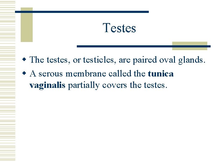 Testes w The testes, or testicles, are paired oval glands. w A serous membrane Testes w The testes, or testicles, are paired oval glands. w A serous membrane