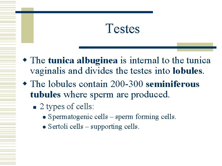 Testes w The tunica albuginea is internal to the tunica vaginalis and divides the Testes w The tunica albuginea is internal to the tunica vaginalis and divides the