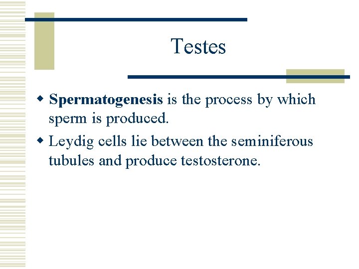 Testes w Spermatogenesis is the process by which sperm is produced. w Leydig cells Testes w Spermatogenesis is the process by which sperm is produced. w Leydig cells