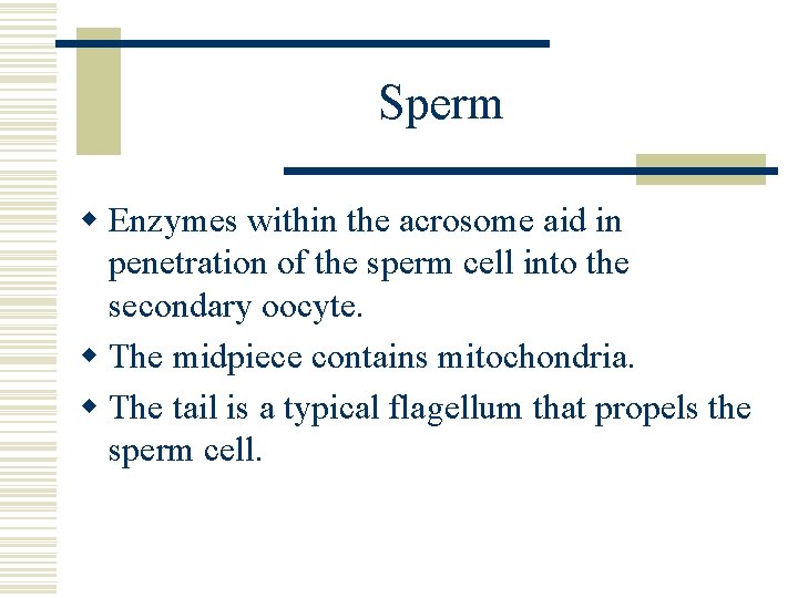 Sperm w Enzymes within the acrosome aid in penetration of the sperm cell into Sperm w Enzymes within the acrosome aid in penetration of the sperm cell into