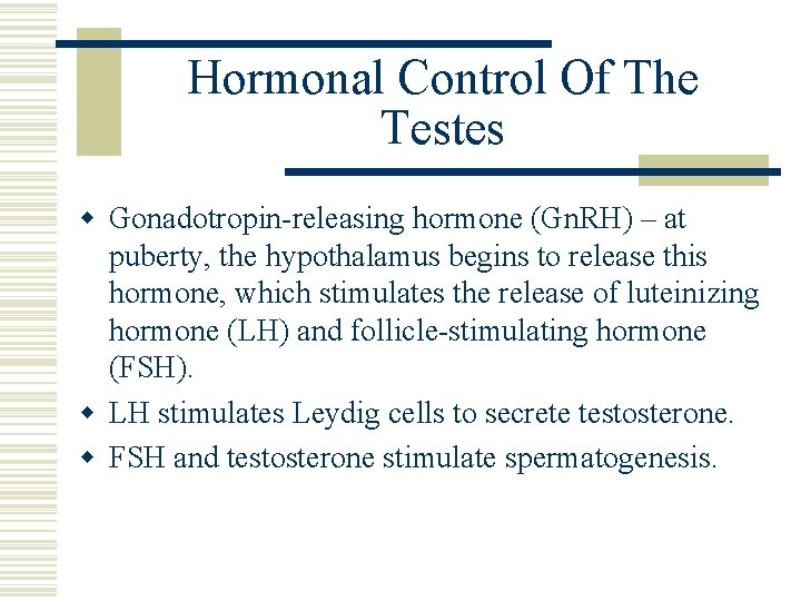 Hormonal Control Of The Testes w Gonadotropin-releasing hormone (Gn. RH) – at puberty, the Hormonal Control Of The Testes w Gonadotropin-releasing hormone (Gn. RH) – at puberty, the