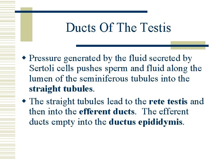 Ducts Of The Testis w Pressure generated by the fluid secreted by Sertoli cells Ducts Of The Testis w Pressure generated by the fluid secreted by Sertoli cells
