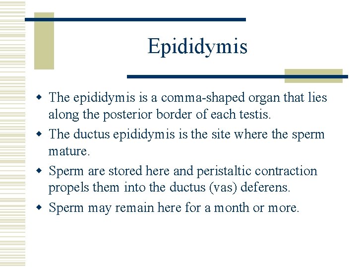 Epididymis w The epididymis is a comma-shaped organ that lies along the posterior border Epididymis w The epididymis is a comma-shaped organ that lies along the posterior border