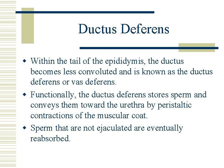 Ductus Deferens w Within the tail of the epididymis, the ductus becomes less convoluted Ductus Deferens w Within the tail of the epididymis, the ductus becomes less convoluted