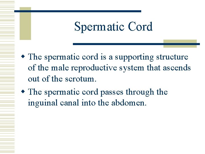 Spermatic Cord w The spermatic cord is a supporting structure of the male reproductive Spermatic Cord w The spermatic cord is a supporting structure of the male reproductive