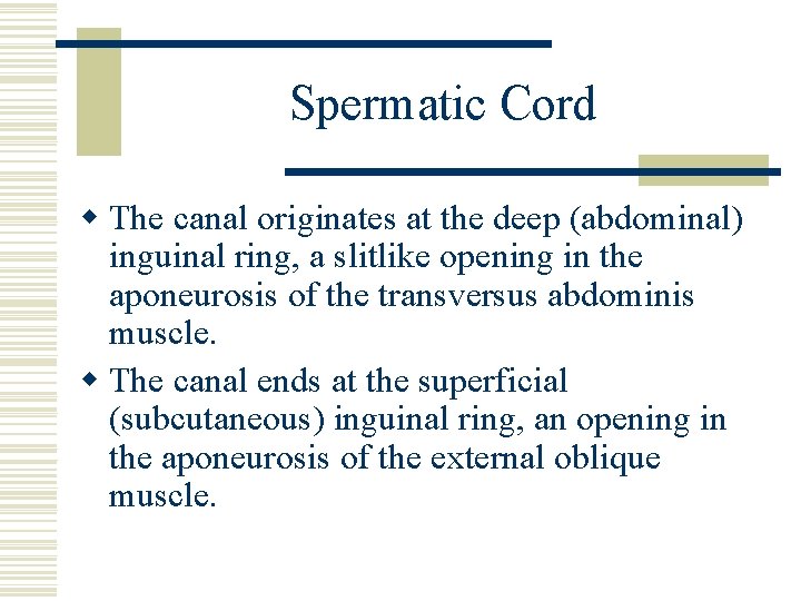 Spermatic Cord w The canal originates at the deep (abdominal) inguinal ring, a slitlike Spermatic Cord w The canal originates at the deep (abdominal) inguinal ring, a slitlike