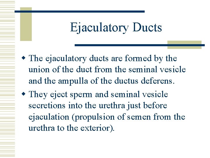 Ejaculatory Ducts w The ejaculatory ducts are formed by the union of the duct Ejaculatory Ducts w The ejaculatory ducts are formed by the union of the duct