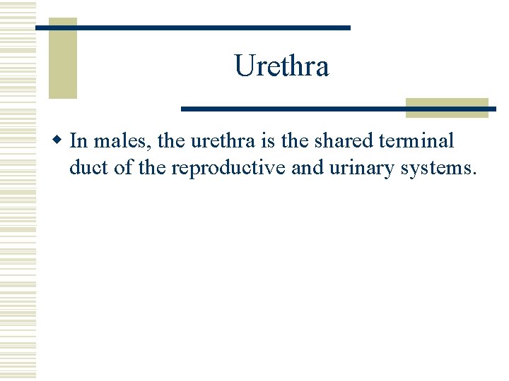 Urethra w In males, the urethra is the shared terminal duct of the reproductive Urethra w In males, the urethra is the shared terminal duct of the reproductive