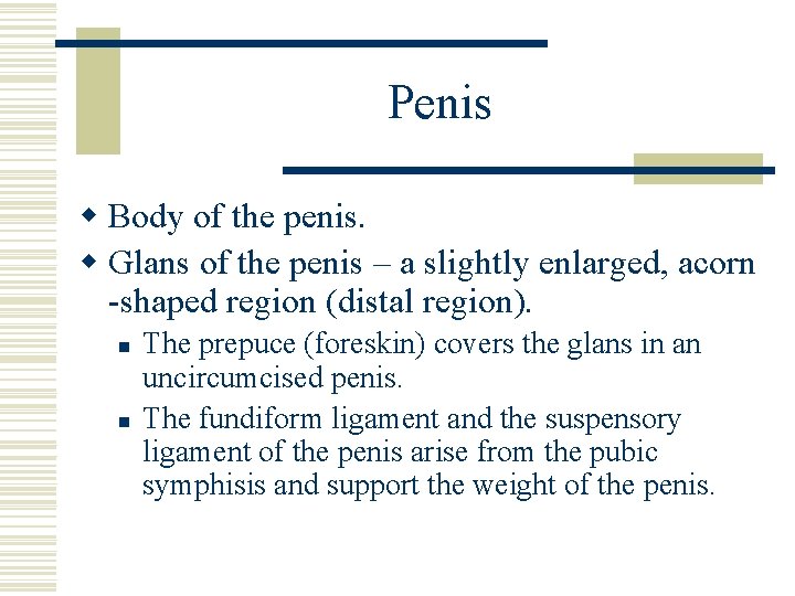 Penis w Body of the penis. w Glans of the penis – a slightly Penis w Body of the penis. w Glans of the penis – a slightly