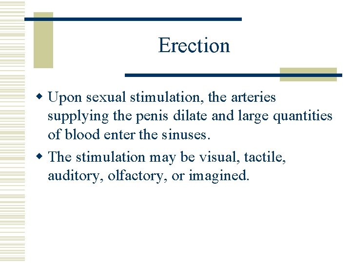 Erection w Upon sexual stimulation, the arteries supplying the penis dilate and large quantities Erection w Upon sexual stimulation, the arteries supplying the penis dilate and large quantities