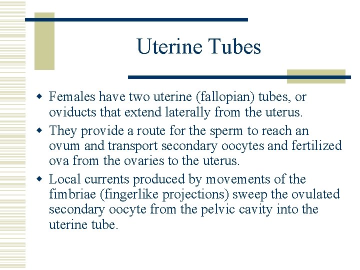 Uterine Tubes w Females have two uterine (fallopian) tubes, or oviducts that extend laterally Uterine Tubes w Females have two uterine (fallopian) tubes, or oviducts that extend laterally