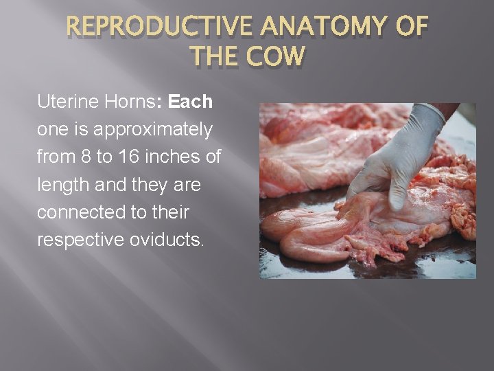 REPRODUCTIVE ANATOMY OF THE COW Uterine Horns: Each one is approximately from 8 to