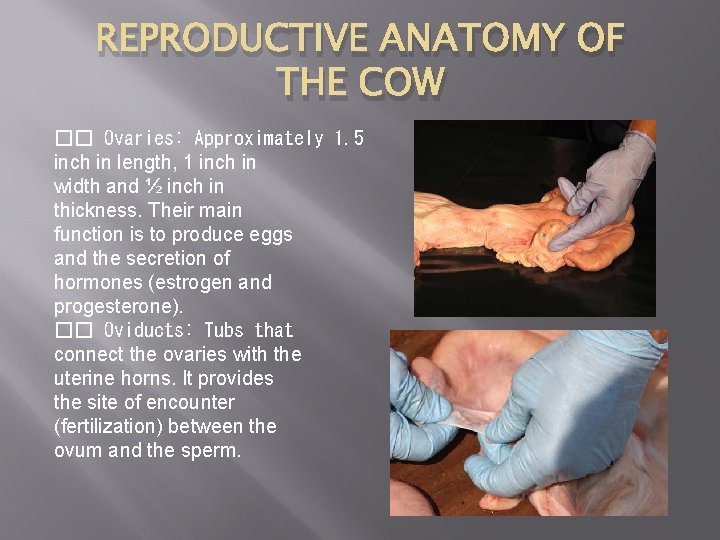 REPRODUCTIVE ANATOMY OF THE COW �� Ovaries: Approximately 1. 5 inch in length, 1