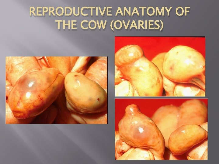 REPRODUCTIVE ANATOMY OF THE COW (OVARIES) 