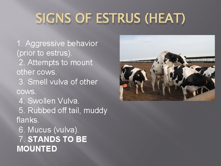 SIGNS OF ESTRUS (HEAT) 1. Aggressive behavior (prior to estrus). 2. Attempts to mount