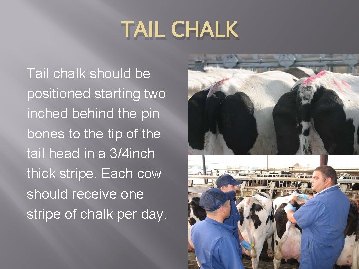 TAIL CHALK Tail chalk should be positioned starting two inched behind the pin bones