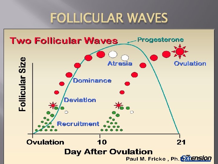 FOLLICULAR WAVES 