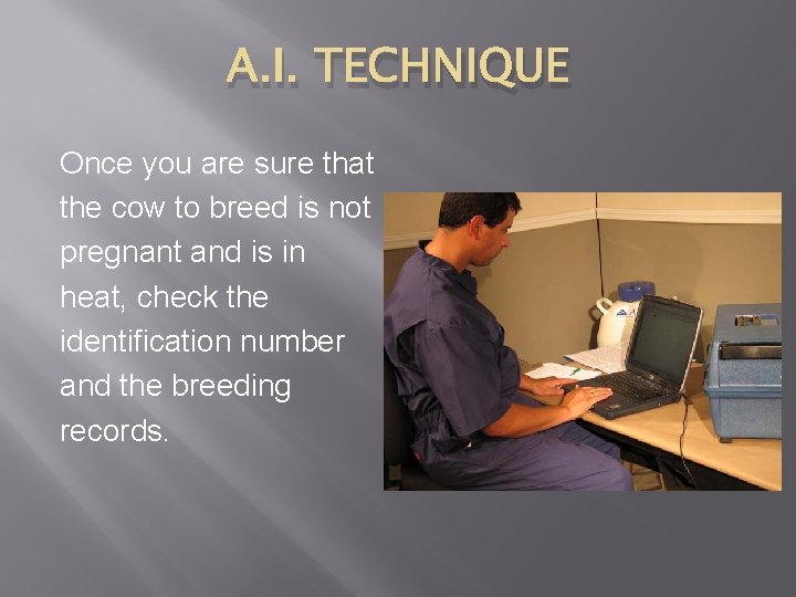A. I. TECHNIQUE Once you are sure that the cow to breed is not