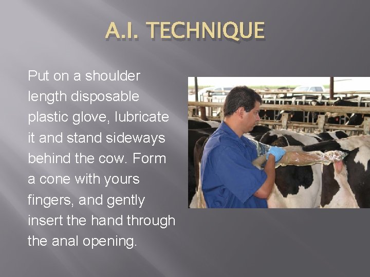 A. I. TECHNIQUE Put on a shoulder length disposable plastic glove, lubricate it and