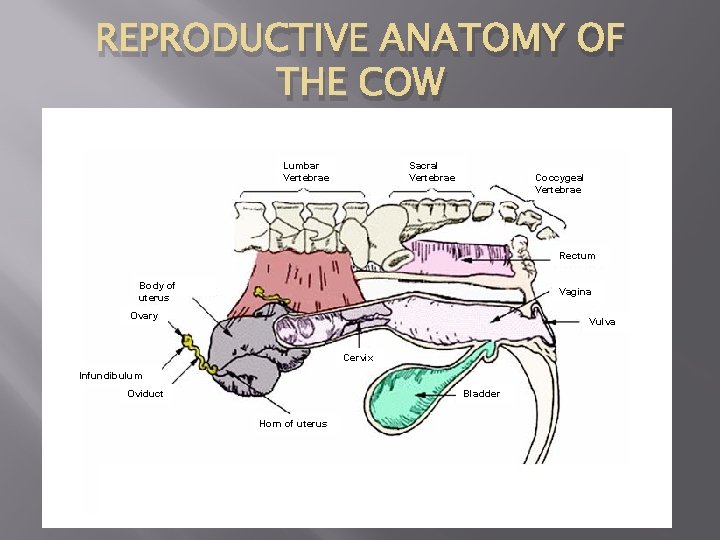 REPRODUCTIVE ANATOMY OF THE COW Lumbar Vertebrae Sacral Vertebrae Coccygeal Vertebrae Rectum Body of
