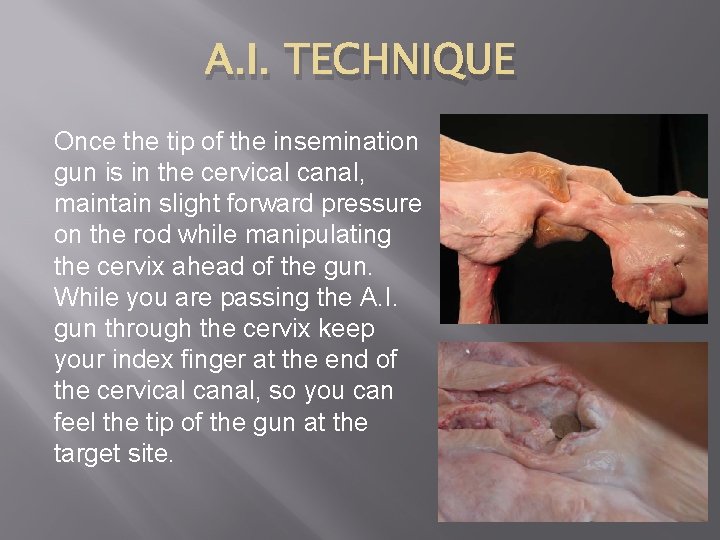 A. I. TECHNIQUE Once the tip of the insemination gun is in the cervical