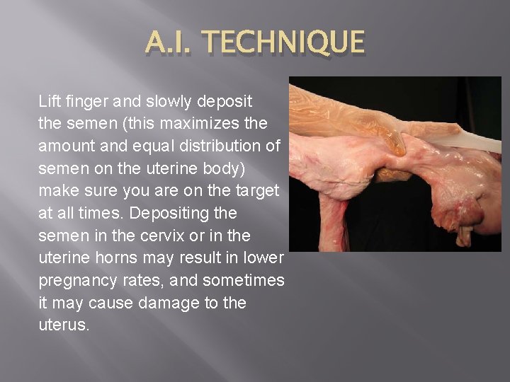 A. I. TECHNIQUE Lift finger and slowly deposit the semen (this maximizes the amount