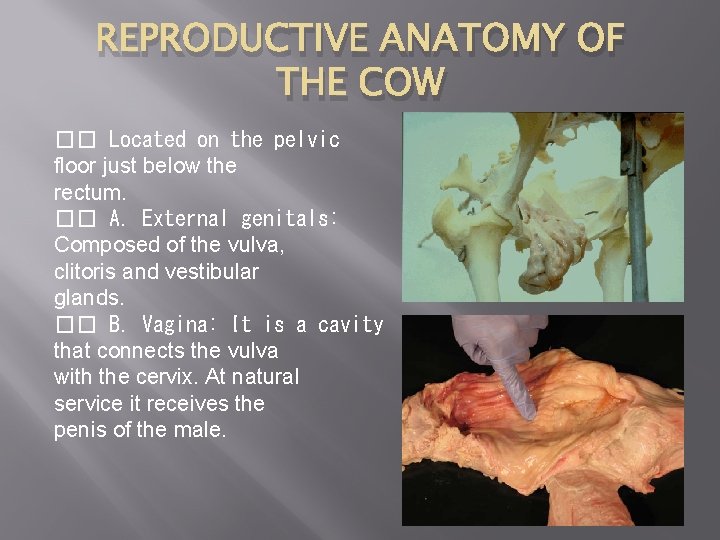 REPRODUCTIVE ANATOMY OF THE COW �� Located on the pelvic floor just below the