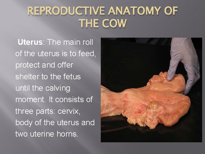REPRODUCTIVE ANATOMY OF THE COW Uterus: The main roll of the uterus is to