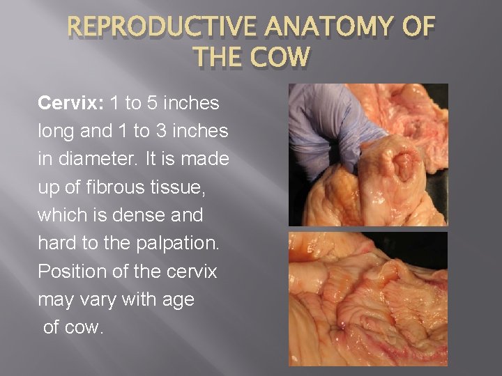 REPRODUCTIVE ANATOMY OF THE COW Cervix: 1 to 5 inches long and 1 to
