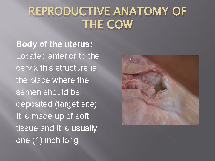 REPRODUCTIVE ANATOMY OF THE COW Body of the uterus: Located anterior to the cervix