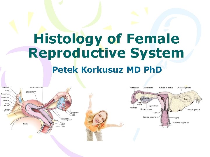 Histology of Female Reproductive System Petek Korkusuz MD Ph. D 