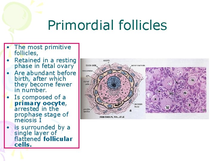 Primordial follicles • The most primitive follicles, • Retained in a resting phase in