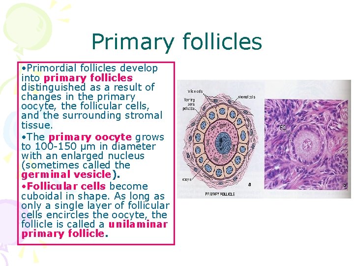 Primary follicles • Primordial follicles develop into primary follicles distinguished as a result of