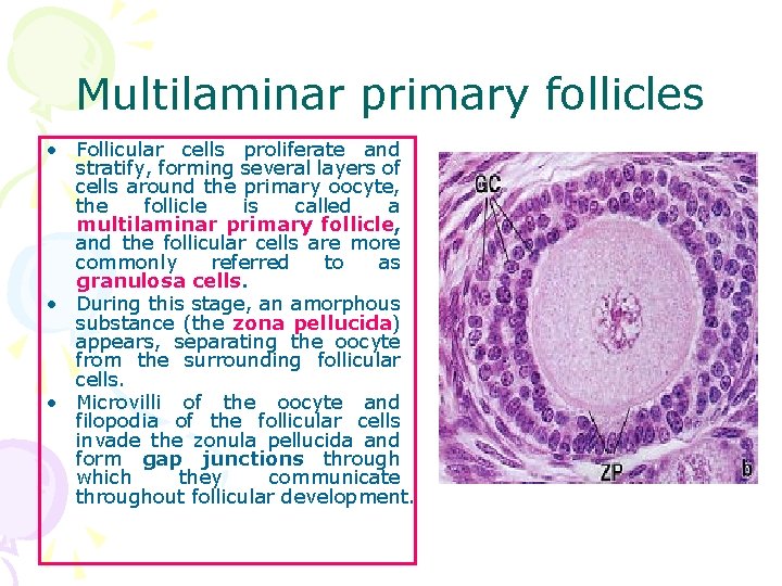 Multilaminar primary follicles • Follicular cells proliferate and stratify, forming several layers of cells