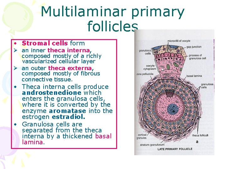 Multilaminar primary follicles • Stromal cells form Ø an inner theca interna, composed mostly