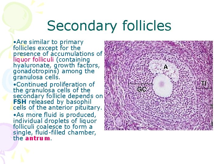 Secondary follicles • Are similar to primary follicles except for the presence of accumulations