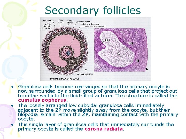 Secondary follicles • Granulosa cells become rearranged so that the primary oocyte is now